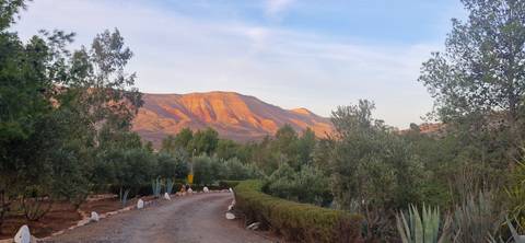       Dirt road winding through olive groves toward sun-lit red mountains at dusk
  