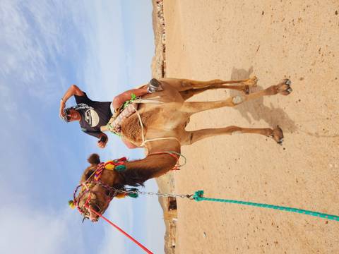       Traveler atop a decorated camel in the desert shielding eyes from the sun
  