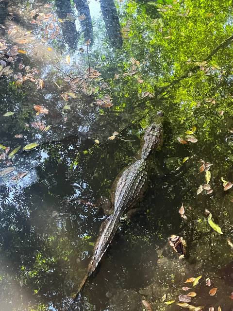       Crocodile partially submerged in a leafy jungle river, viewed from above
  