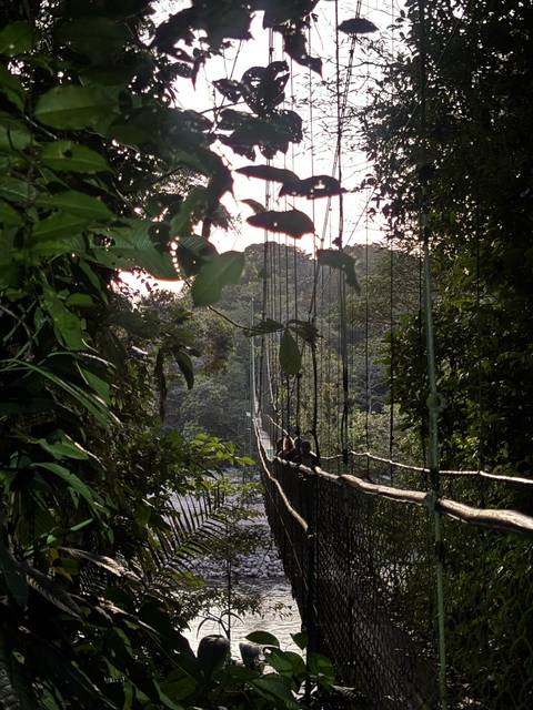       Suspension bridge draped in jungle foliage with two travellers crossing above a river gorge
  