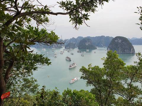       Cruise boats dot the emerald waters of Halong Bay viewed through leafy branches on an overcast day.
  