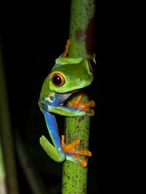       Close-up night shot of a vibrant red-eyed tree frog clinging to a green stem
  