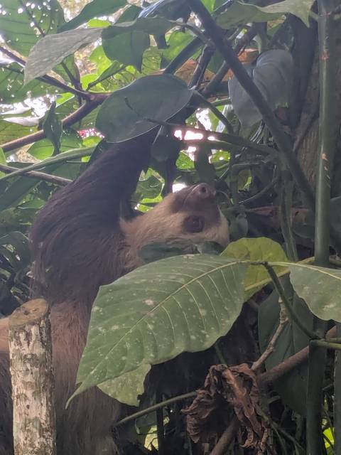       A sloth hanging leisurely from tree branches amid dense green foliage
  