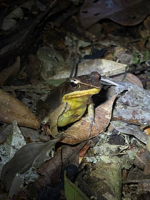       Large yellow-bellied frog sitting among damp forest floor leaves at night
  