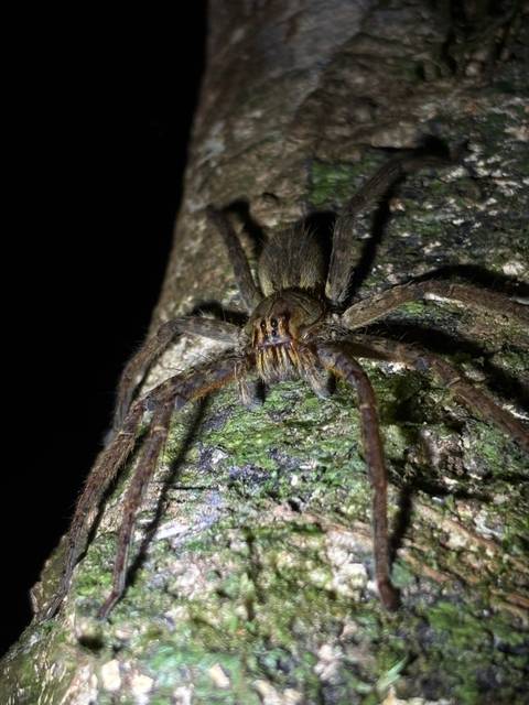       Close macro of a large brown spider on textured tree bark at night
  
