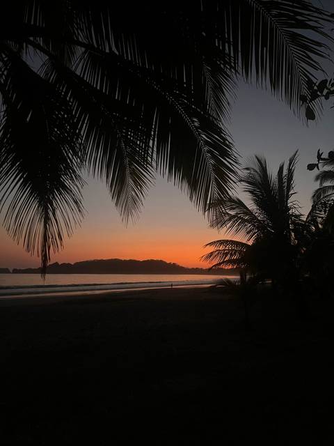       Silhouetted palm fronds framing a calm tropical beach at colourful dusk
  