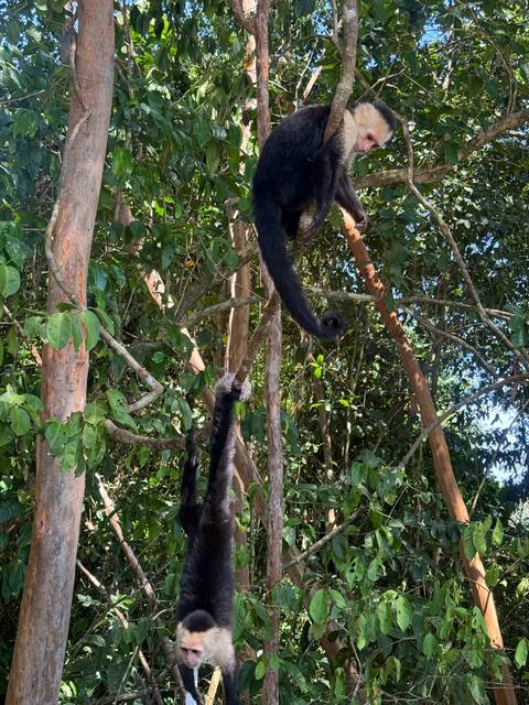       Black howler monkeys climbing and hanging from tree branches in dense forest
  