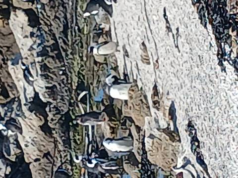       Zoomed, pixelated view of African penguins standing on a rocky beach.
  