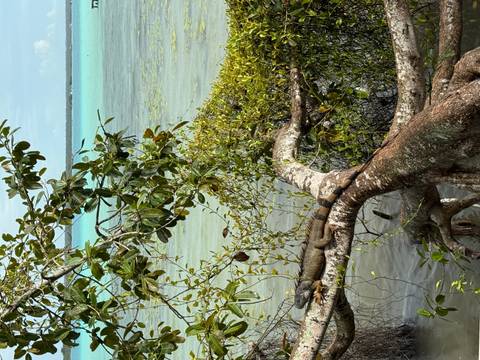       Iguana lounging on tangled mangrove roots beside turquoise lagoon
  