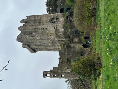       Tall curtain walls and keep of Blarney Castle rise above spring lawns dotted with daffodils.
  