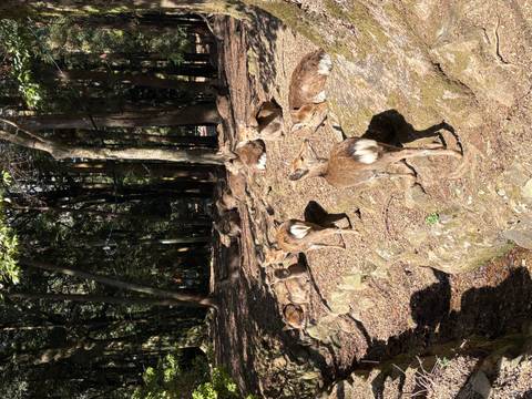       Group of tame deer resting among trees and rocks in dappled sunlight at Nara Park.
  