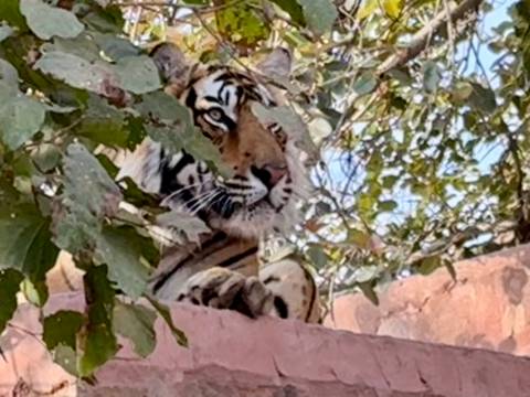       Tiger peers through leafy branches, resting paws on a pink stone ledge in Ranthambore.
  