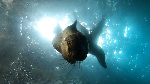      Backlit underwater image of a playful sea lion silhouetted against the sunlit surface.
  