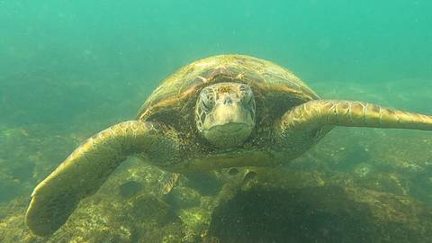       Green sea turtle glides toward the camera through clear emerald water over rocky seabed.
  
