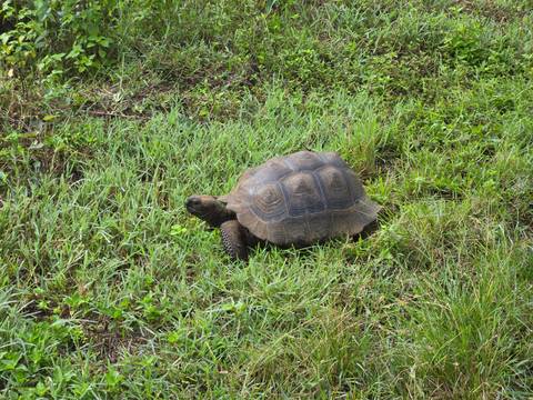       Large Galápagos tortoise grazing on lush grass in an open field.
  