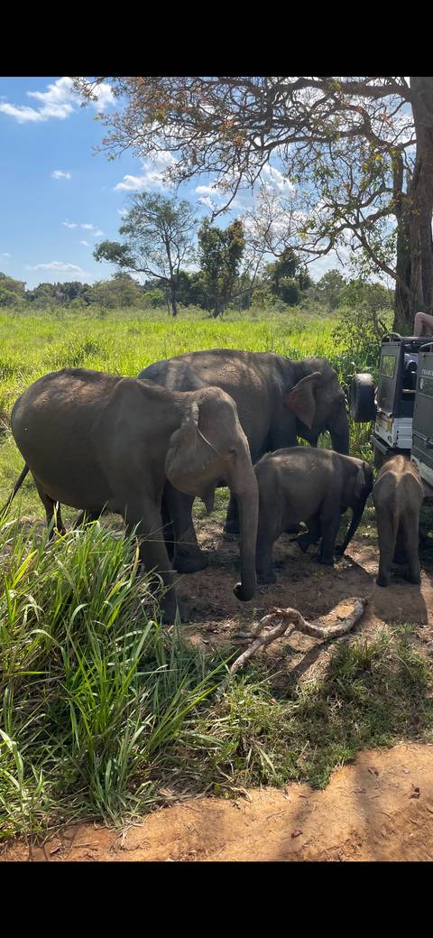       Group of wild elephants, including calves, walking beside a safari vehicle in grassy terrain
  