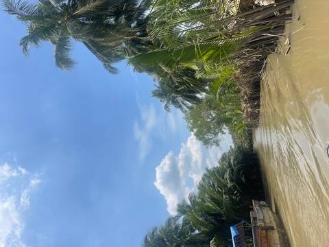       Narrow tropical river flanked by dense palm trees beneath a bright blue sky
  