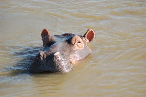       Close-up of a hippopotamus partially submerged in muddy river water looking toward the camera.
  