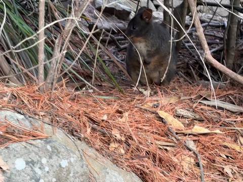       A small wallaby peeks through dry pine needles and tangled branches on a forest floor.
  