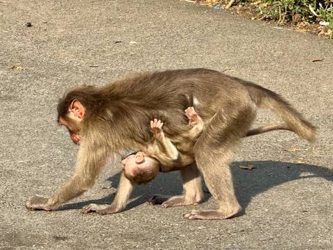       Mother monkey walks across a road while her infant clings to her underside.
  