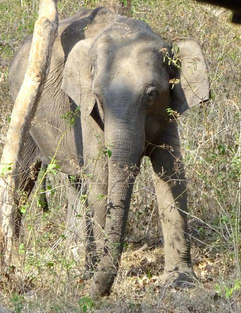       Wild Asian elephant partly hidden among dry scrub and tall grass.
  
