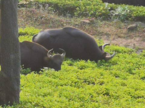       Two wild gaurs graze among low bright green shrubs, image slightly out of focus.
  