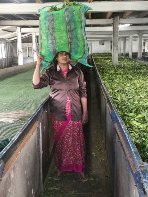       Worker in a tea factory carries a green sack of leaves on her head beside troughs of drying tea.
  