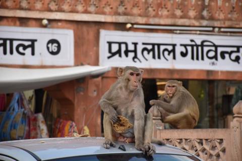       Two rhesus macaques perch on a car roof in a market street, one nibbling a piece of flatbread.
  