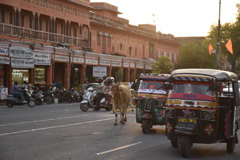       Busy Jaipur street at sunset with tuk-tuks, motorbikes and a cow walking down the road against pink facades.
  
