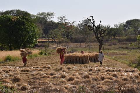       Farmers harvest straw bundles in a dry rural field bordered by scattered trees.
  
