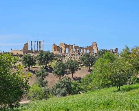       Panorama of ancient Roman ruins and columns of Volubilis surrounded by olive trees.
  