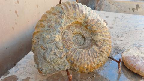       Large polished ammonite fossil exhibited on a stone surface with droplets of water.
  