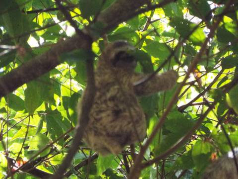       Blurry image of a sloth clinging to tree branches amidst dense green foliage.
  