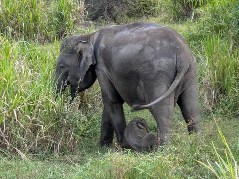       Mother elephant and calf grazing in tall grass
  