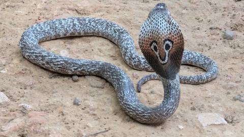       Cobra with flared hood displaying distinctive markings on sandy ground
  