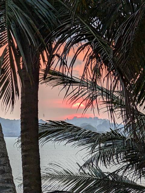       Vibrant orange sun setting behind distant trees framed by palm fronds
  