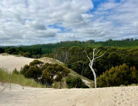       Undulating pale sand dunes meeting dense green forest under partly cloudy sky
  