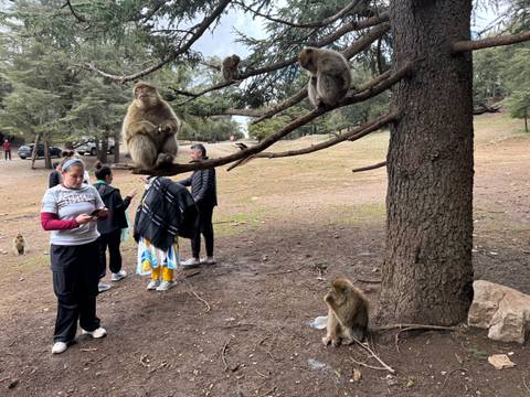      Visitors observing Barbary macaques perched on cedar branches in a forest clearing
  