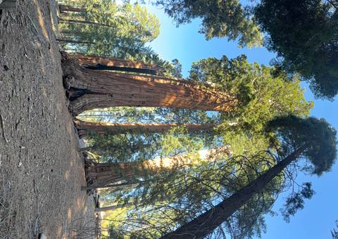       Towering giant sequoia trees rising toward a clear blue sky in a serene forest setting
  