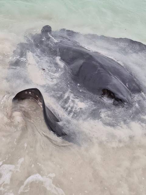       Large marine animal thrashing in shallow surf creating turbulent water and sand
  