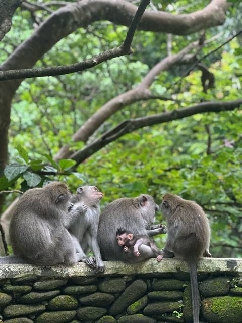       Four macaques grooming each other on a branch surrounded by lush green jungle foliage.
  