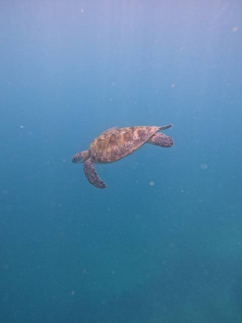       Sea turtle swimming alone in clear blue water.
  