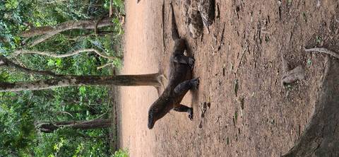       Large Komodo dragon standing alert on forest floor with trees in background.
  
