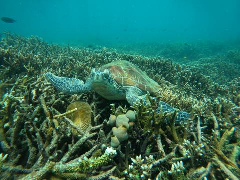       Green sea turtle glides over vibrant coral reef teeming with marine life.
  
