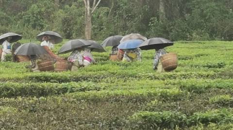       Tea plantation workers carrying baskets and umbrellas harvesting leaves in the rain.
  
