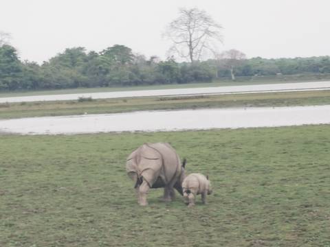       Indian rhinoceros mother and calf walking across a grassy floodplain near a wetland.
  
