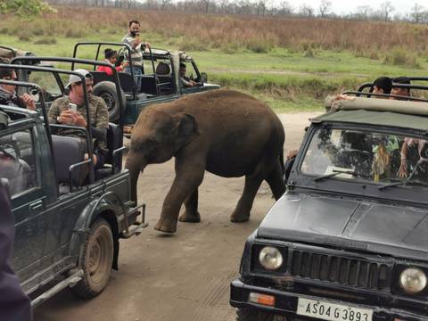       Young elephant calf walks between safari jeeps filled with tourists on a dirt track.
  