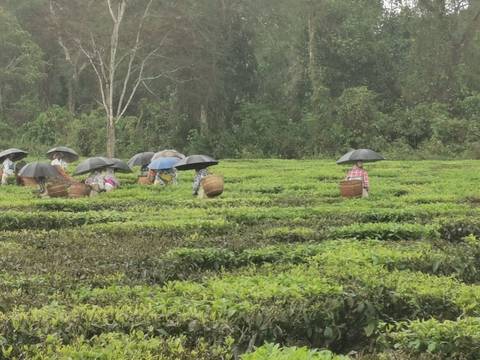       Tea plantation workers wearing umbrellas pluck leaves among vibrant green tea bushes during light rain.
  