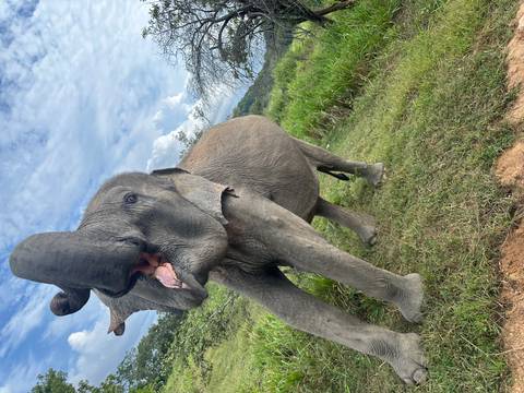       Playful Asian elephant approaches the camera in lush Sri Lankan grassland under a bright sky.
  