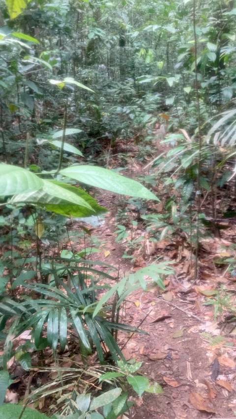       Blurry close vegetation along jungle trail
  